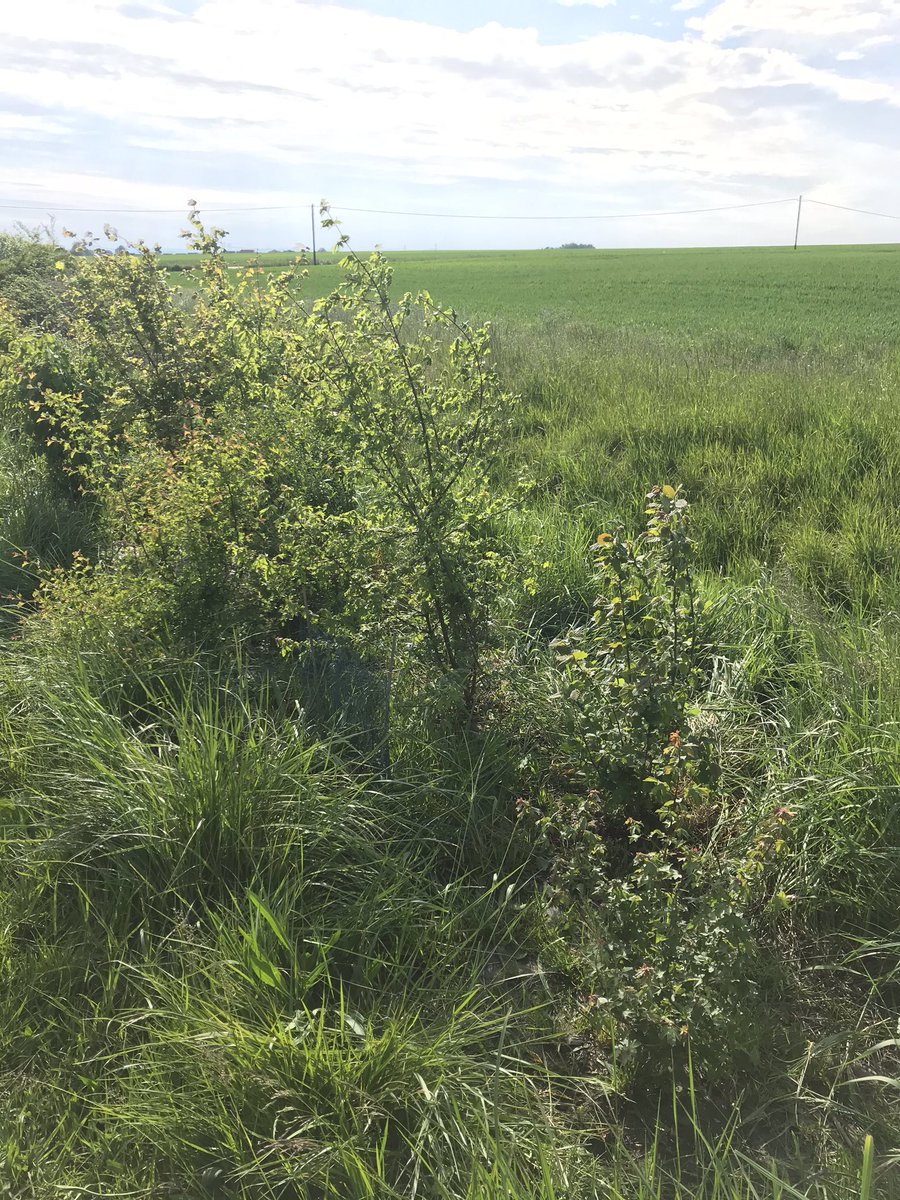 ManginAlexane's tweet photo. Mon grand-père a arraché des haies. Mon père en a planté et moi j’entretiens cette #haie champêtre, pour façonner le #territoire et favoriser la #biodiversite 🌱🌾🌿🦔🐇🐝 https://t.co/8bFyMZylZF