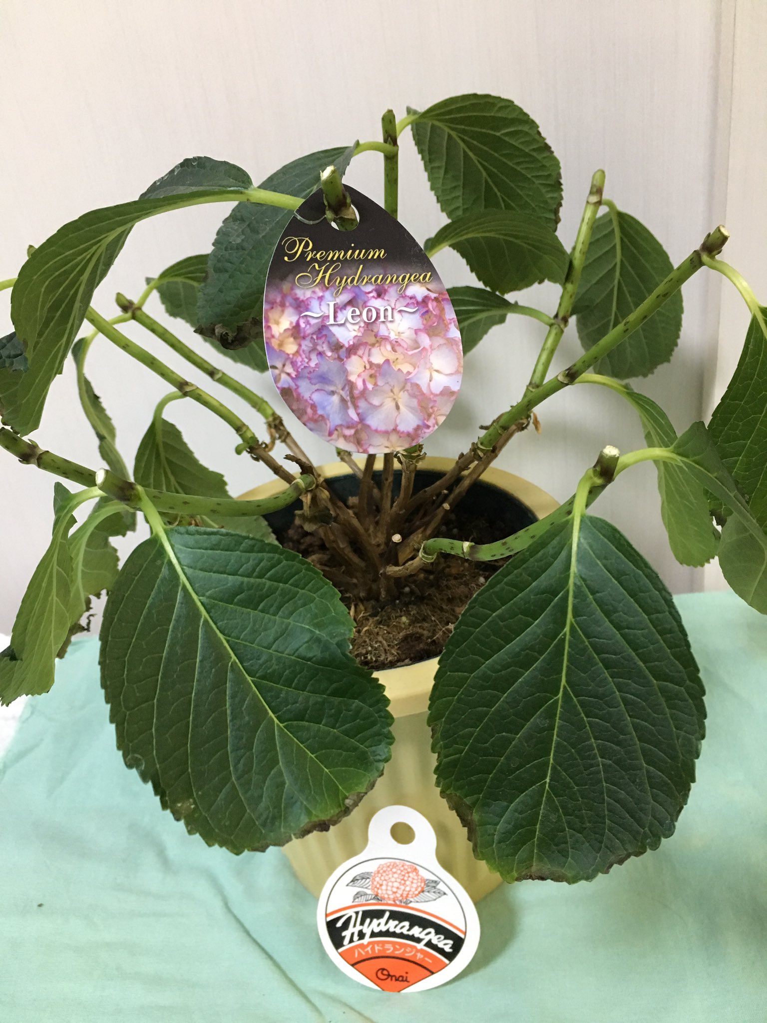 ｃｉｅｌ ａｌｅｎｃｏｎ シエル 大栄花園の紫陽花レオン アズガーデンで手入れが悪くて枯れ枯れなのが半額 ただ深刻な状態で腰水しても何しても萎れて復活しない様子 花と枝を切り落とし最悪枝が生きてれば挿し木でリセットを選択 元株はネメデール