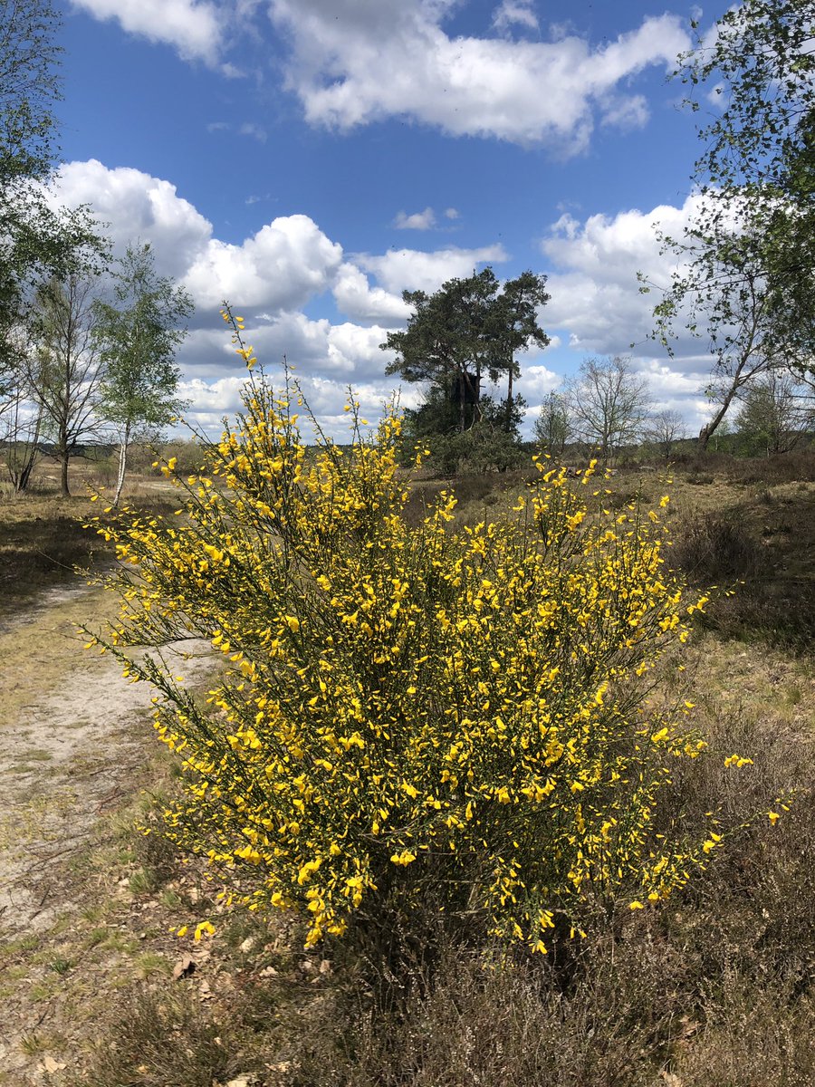 mordhorstkunst's tweet photo. 5-5-2020, Behringer Heide #nature #sun #spring #clouds #heide #lüneburgerheide #Niedersachsen #behringen https://t.co/1gBHYHL8Aq