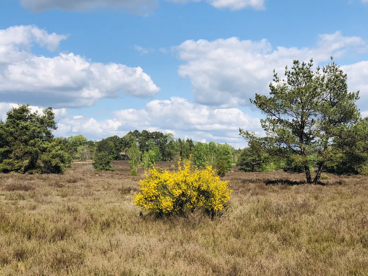 mordhorstkunst's tweet photo. 5-5-2020, Behringer Heide #nature #sun #spring #clouds #heide #lüneburgerheide #Niedersachsen #behringen https://t.co/1gBHYHL8Aq