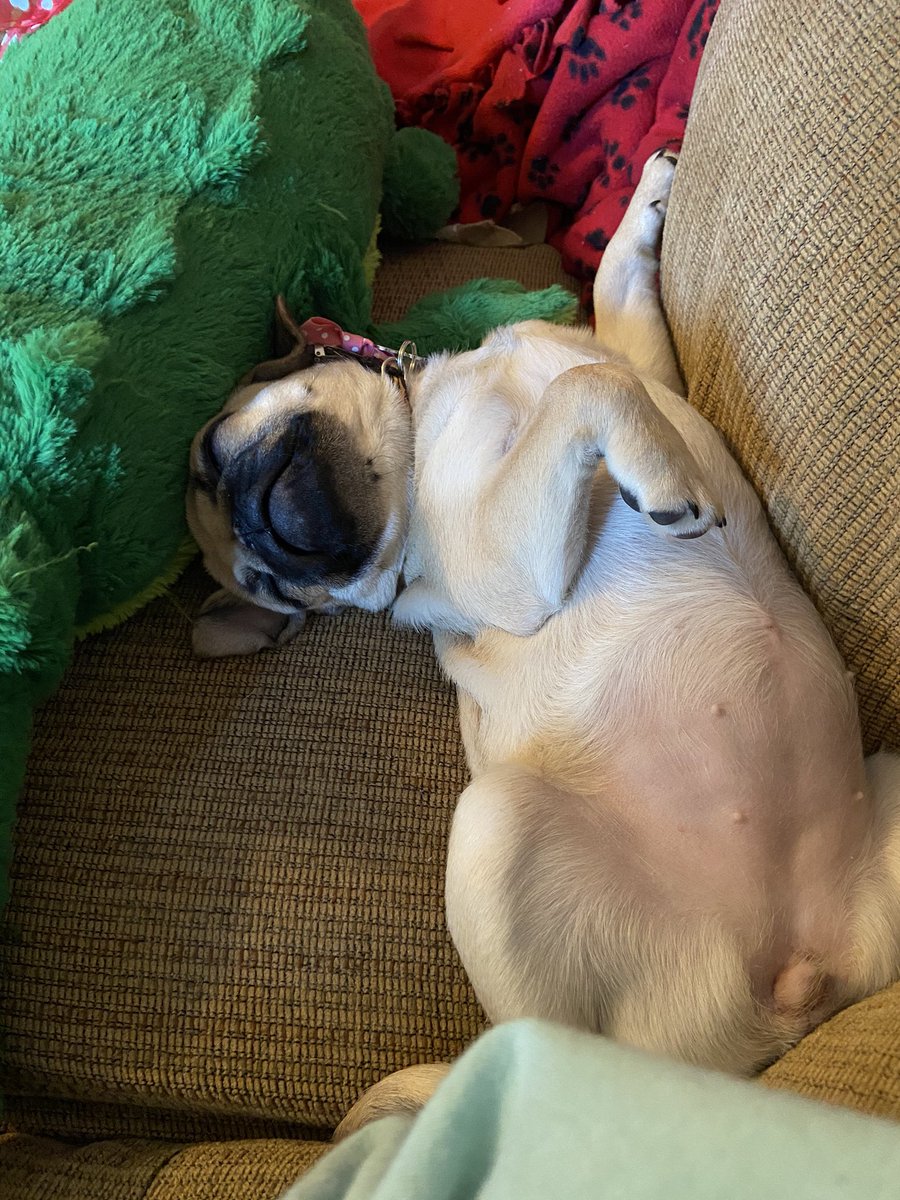 therealslimserg's tweet photo. @Literal_Spud Get a pug so our pugs can be best friends https://t.co/Dd4ZhGKR6P