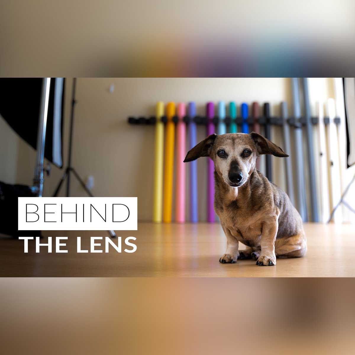 I'm proud to announce a new video series 'Behind The Lens' coming soon! 

Join me for an on the set experience in my Seattle studio. 

#petphotography 
#letsmakeart
@savagepaper