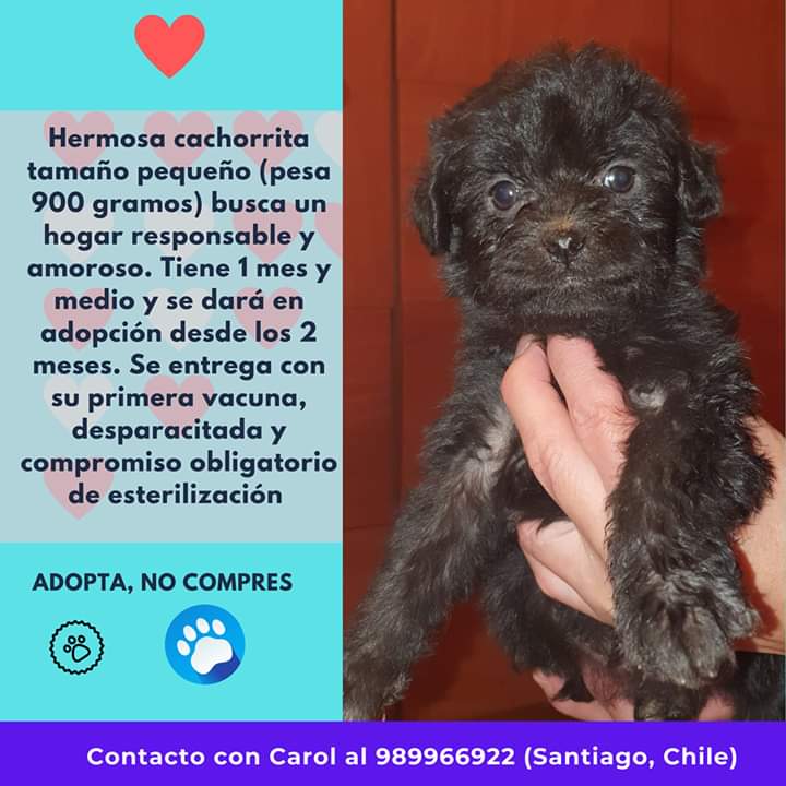 mascota taxi +56945113120 tweet media
