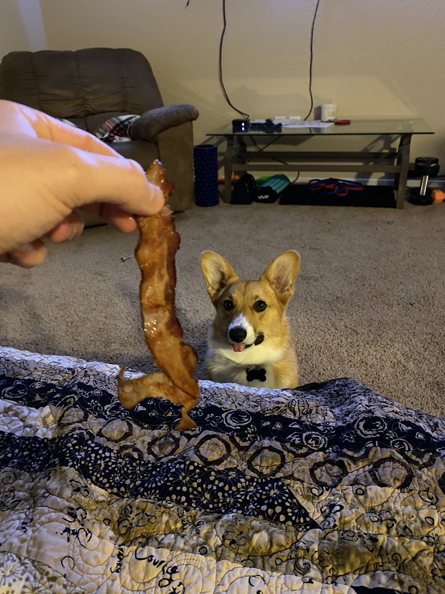 TestyFPS's tweet photo. Ready for bacon #targetpets https://t.co/ruZ909shBz