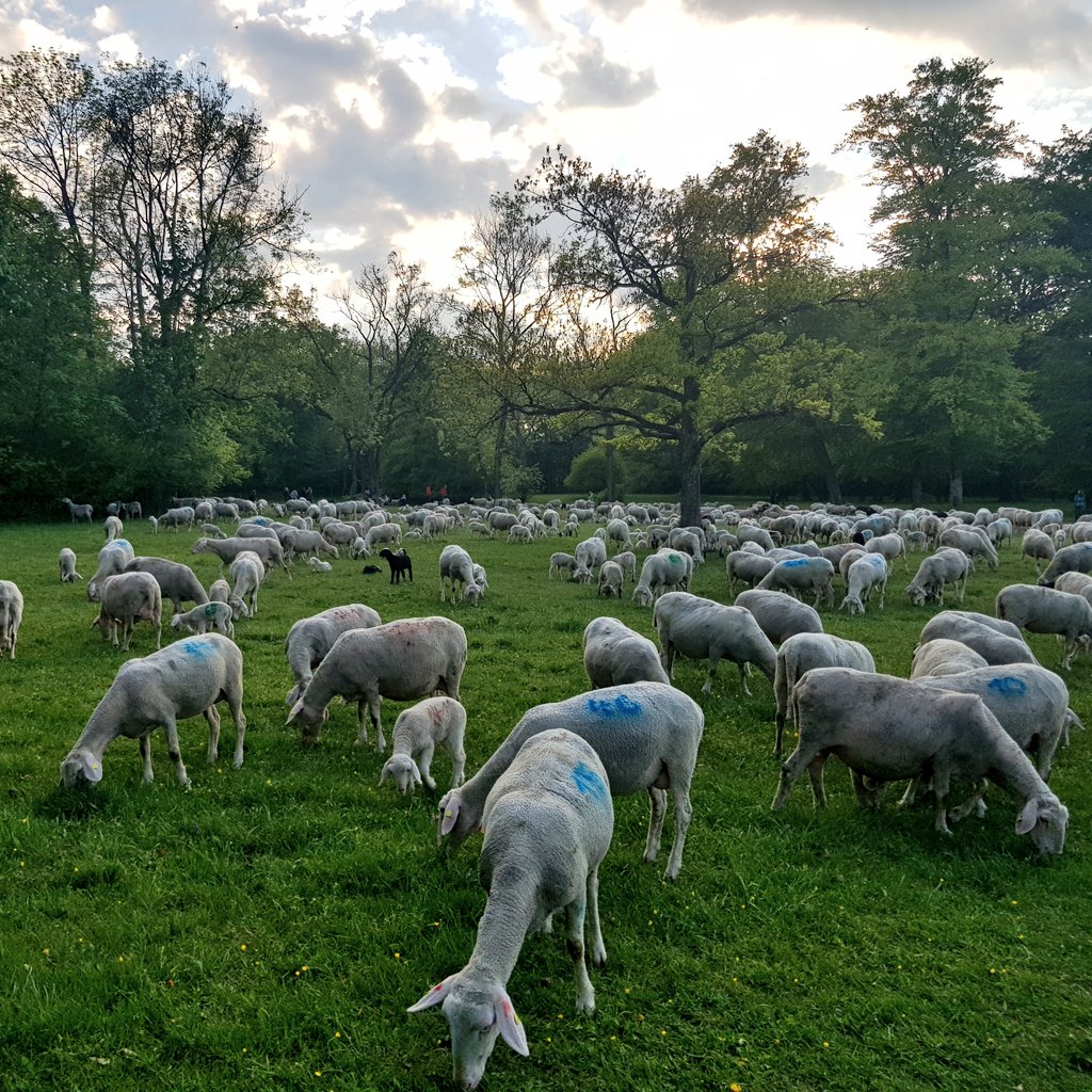 Schafe off da #Wiesn #EnglischerGarten #Muenchen