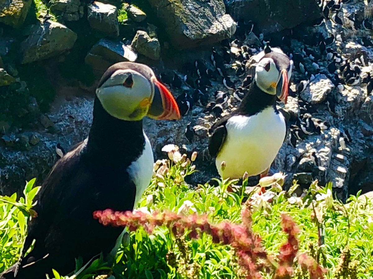ScotSail's tweet image. Our Bavaria 47 Stelina on our Puffins &amp;amp; Corryvrecken AdventureSail Cruise 2019
