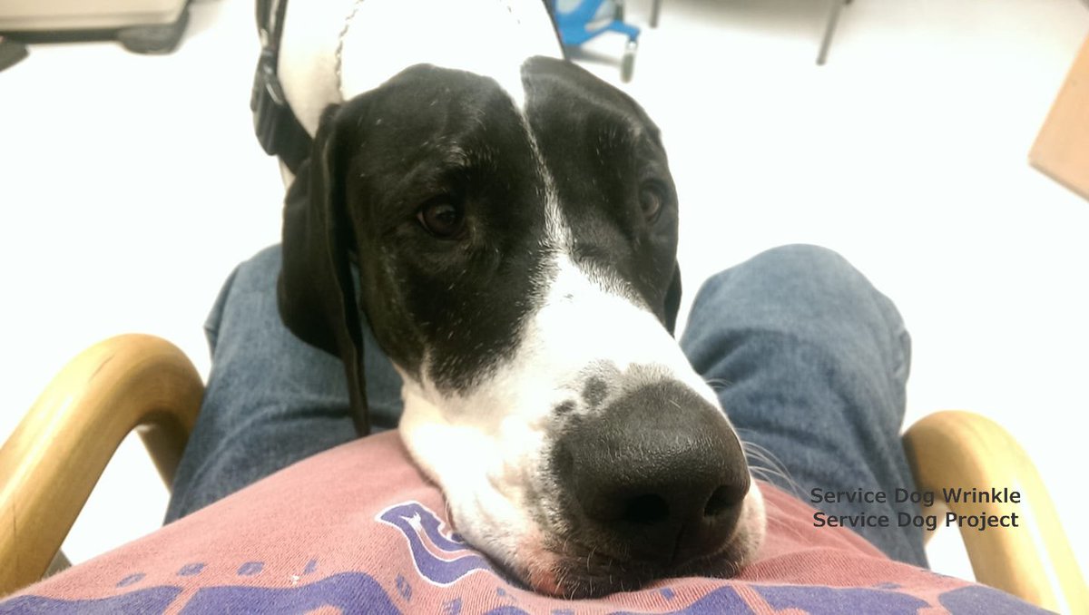ServiceDogPr's tweet photo. On #GivingTuesday, we want to share the joy we feel every time we give a #GreatDane #ServiceDog, #TherapyDog, or #PerfectPet to the dog's partner or family, as well as the joy of seeing the changes in that individual or family. 

#ThankYou for giving with us.

#Dogs #Sharing https://t.co/IAxDBX35zH