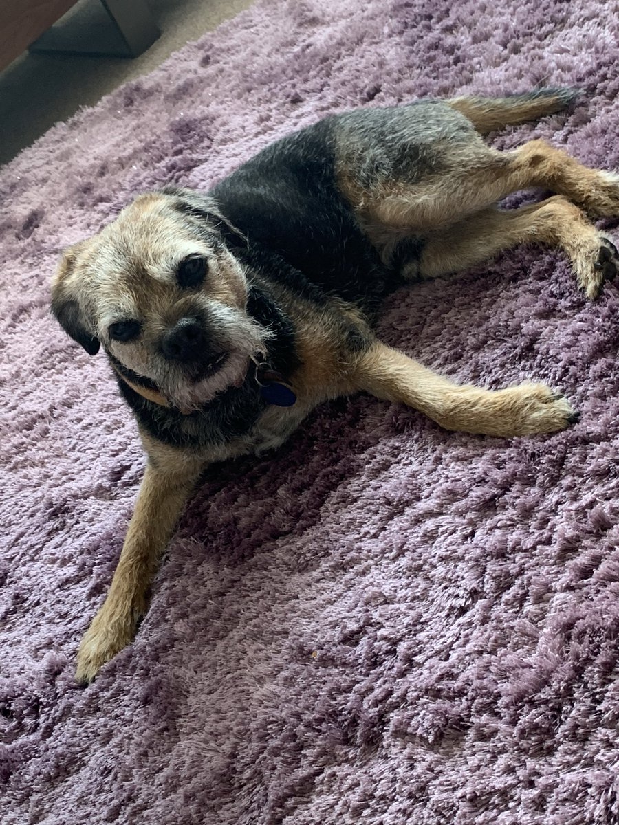 ah181168's tweet photo. @NickyAACampbell My boy is 11 on Friday 💙🐶 https://t.co/rTdHWR7aw7