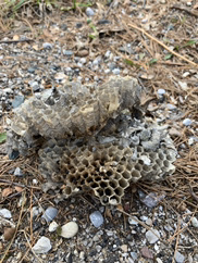 I love finding connected learning opportunities. 
@BISCLPYear3 student Emmet shared some photos of a paper wasp nest he found #naturesarchitects and then, today, @NatureMuseum shared an activity in their newsletter comparing insect nests! #virtualschool 
@NAEducation