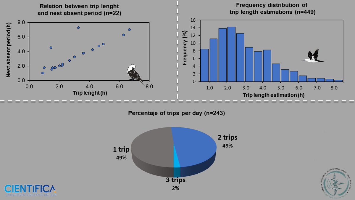 UIEMAvesMarinas's tweet photo. 3/4 #WSTC6 #DigSesh2 7000 photos were analyzed. There was a strong correlation (r2 = 0.9) between nest absence (TLC) and trip length (GPS). Trips were short (x=2.6 h, range = 0.7–8 h) and 49% of birds had two trips per day in a period of high anchovy availability. #peruvianbooby https://t.co/fsXSh5y3OZ