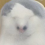 避難訓練のために飼い猫を洗濯ネットに入れたところ、ストッキングネタにしか見えないw