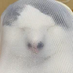 避難訓練のために飼い猫を洗濯ネットに入れたところ、ストッキングネタにしか見えないw