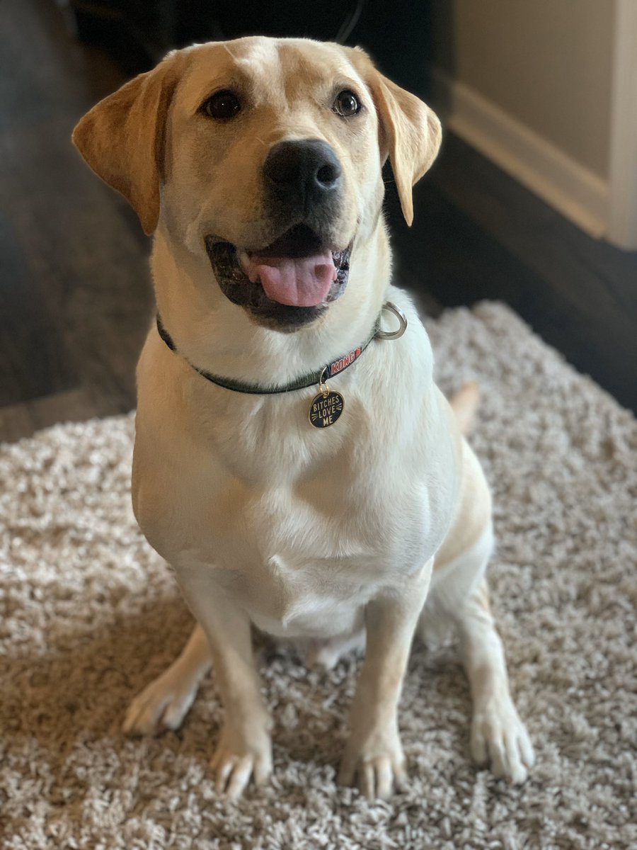 AlysonGrantham's tweet photo. peep his dog tag https://t.co/uxruBiIRXu