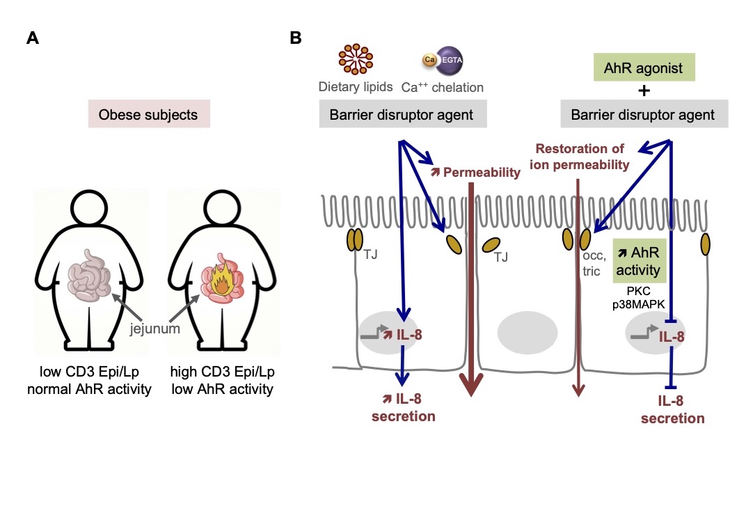MolMetab's tweet image. Human, mouse &amp;amp; cell culture experiments show a protective effect of #AhR activation in the #intestine targeting particularly #tightjunctions &amp;amp; #cytokine expression.
sciencedirect.com/science/articl…
#obesity #Inflammation #gut #metabolism #metabolicdisease