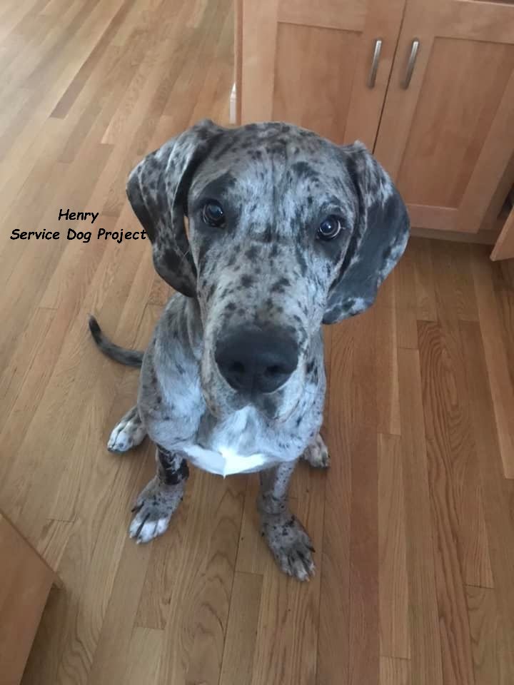 ServiceDogPr's tweet photo. On #GivingTuesday, we want to share the joy we feel every time we give a #GreatDane #ServiceDog, #TherapyDog, or #PerfectPet to the dog's partner or family, as well as the joy of seeing the changes in that individual or family. 

#ThankYou for giving with us.

#Dogs #Sharing https://t.co/IAxDBX35zH