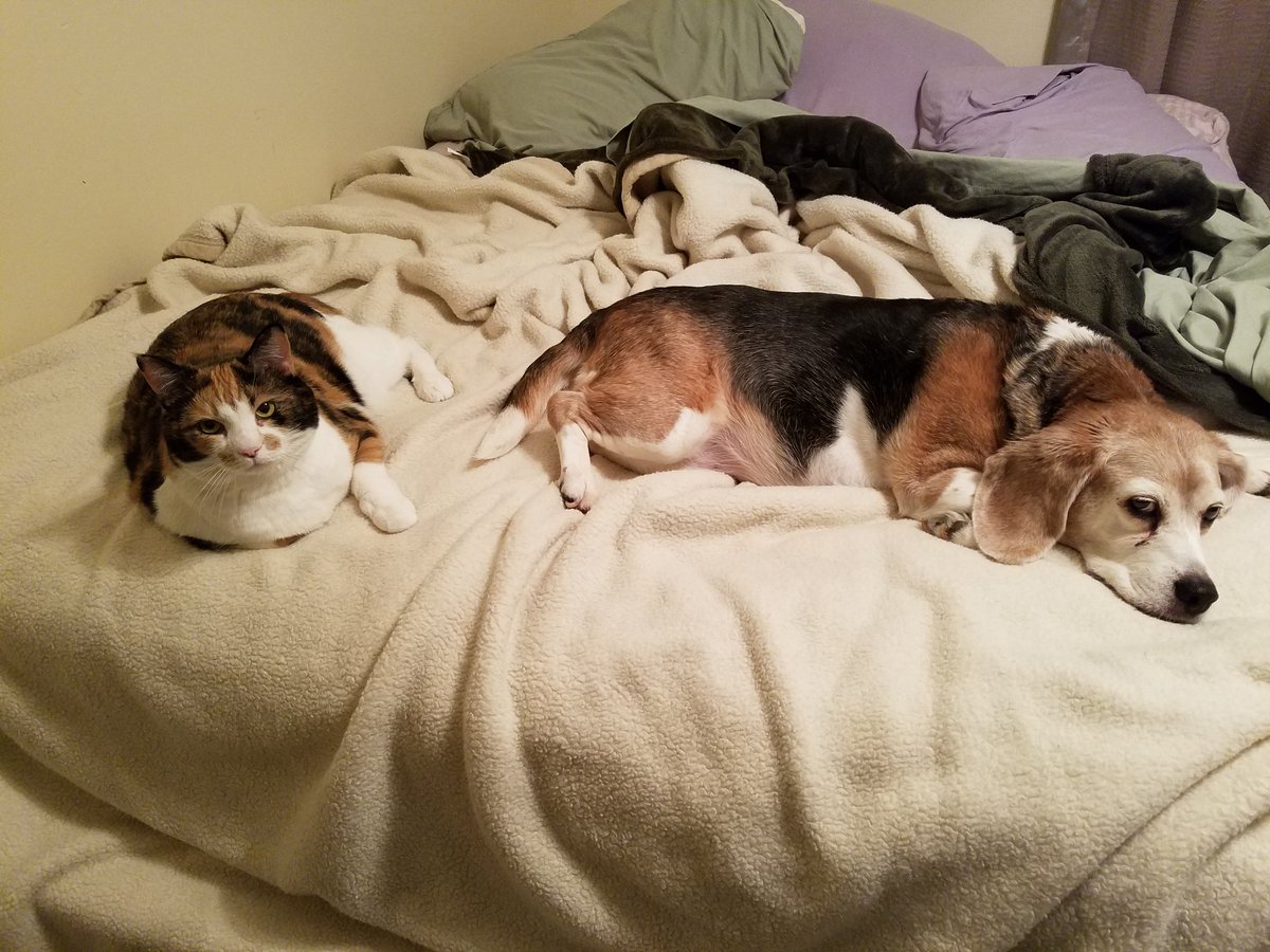 KimRathbone's tweet photo. @Target #TargetPets #NationalPetMonth #Nala πΊβ€ and #Lila πΆ β€ https://t.co/FqqBd7XAll