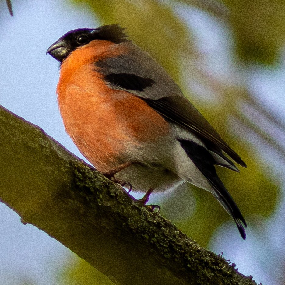 drew_duffield79's tweet photo. Male Bullfinch busy feeding on blossom on the beck! Beautiful colours #birdwatching #isolationexercise @Natures_Voice @Britnatureguide @NatureUK @SIBirdClub #birdphotography https://t.co/7byujjANO4