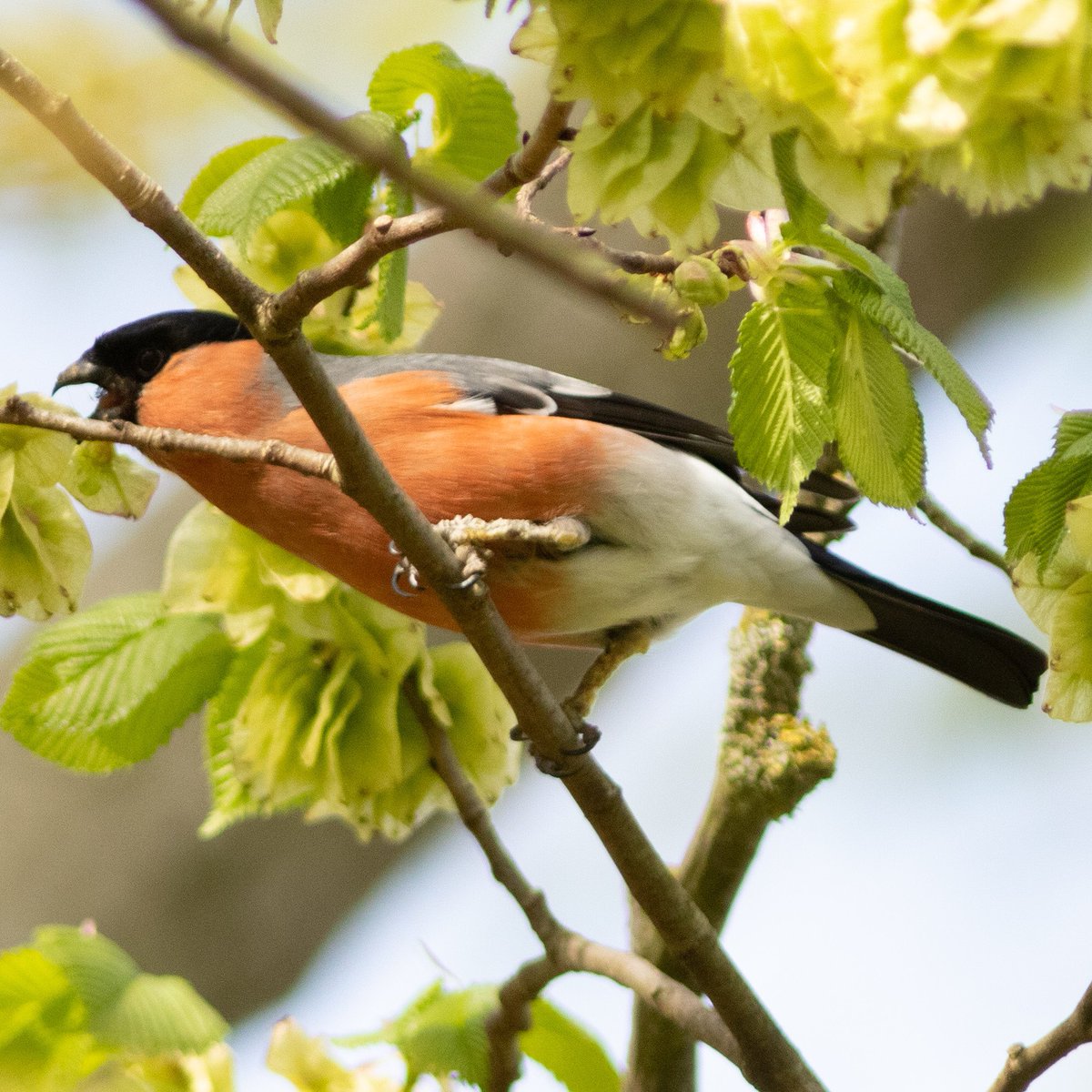 drew_duffield79's tweet photo. Male Bullfinch busy feeding on blossom on the beck! Beautiful colours #birdwatching #isolationexercise @Natures_Voice @Britnatureguide @NatureUK @SIBirdClub #birdphotography https://t.co/7byujjANO4
