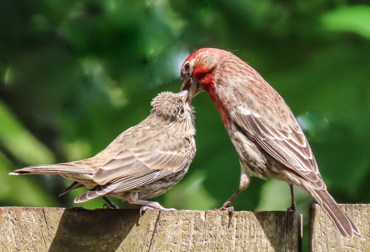 It's so birdy here today. Baby House Finch was just fed by the male parent.  Those fluttery wings are delightful!, image size:1200x817