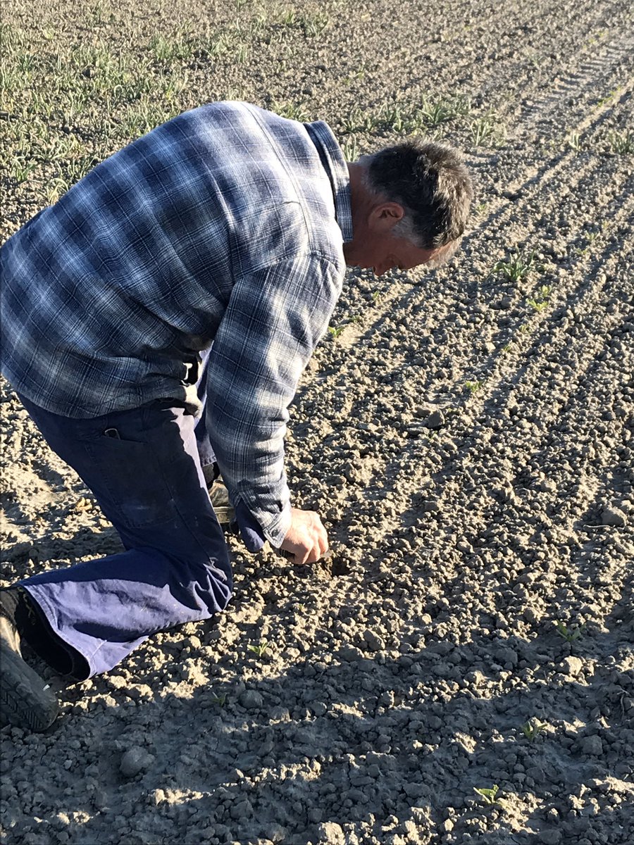 De peren en petaten willen heel graag een beetje regen! Net als de cichorei en de uien.