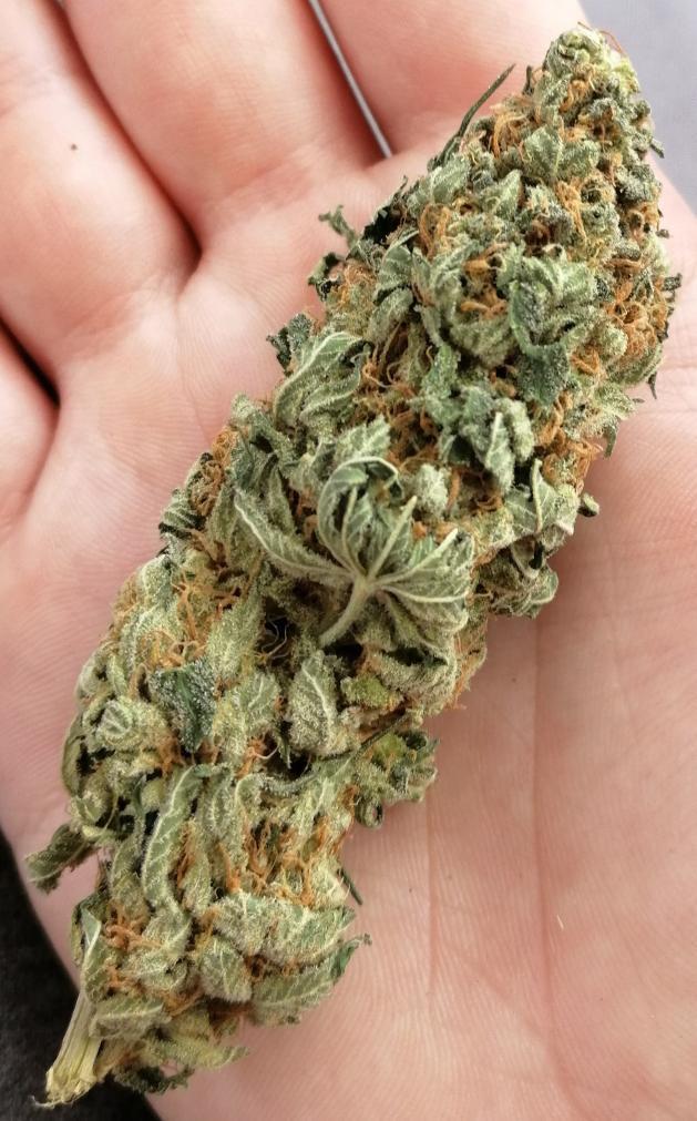 DiseaseWeed's tweet photo. Baba-te 🤤🤤 https://t.co/492KK4Oc1M