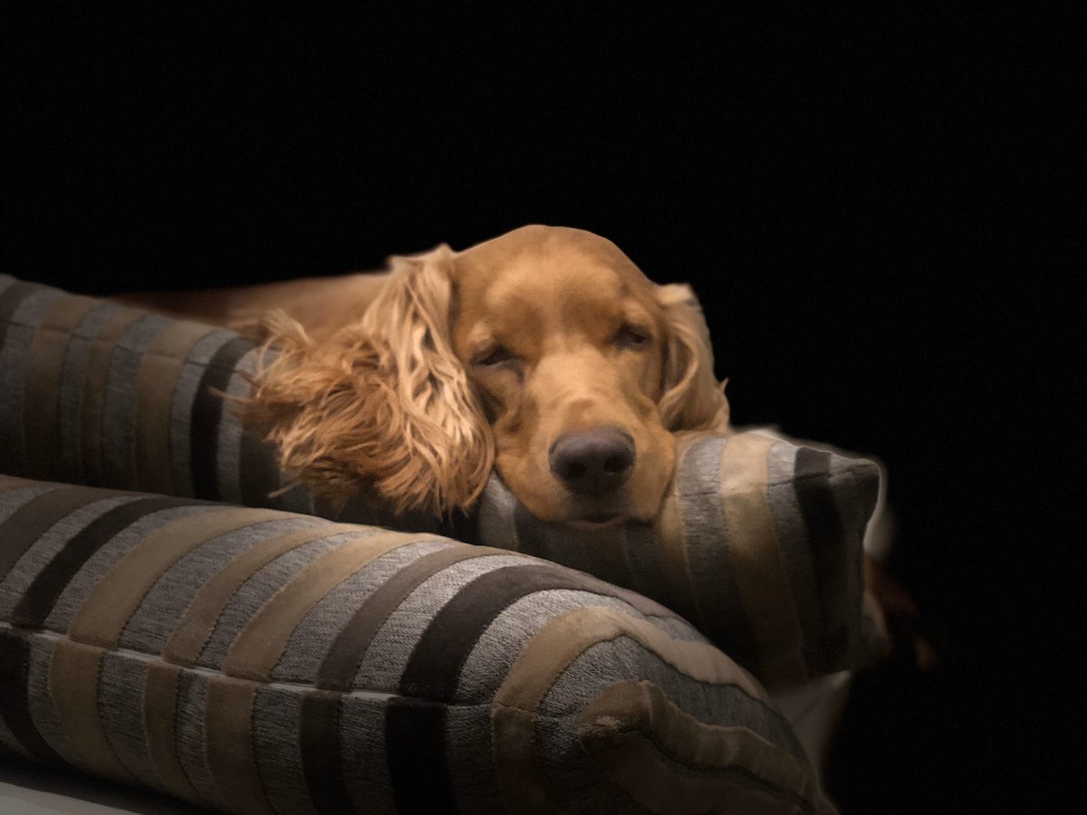 shiwkon's tweet photo. It’s time to Go to Bed #DogLover #DogLife #Tequila https://t.co/JNgDGGNAqI