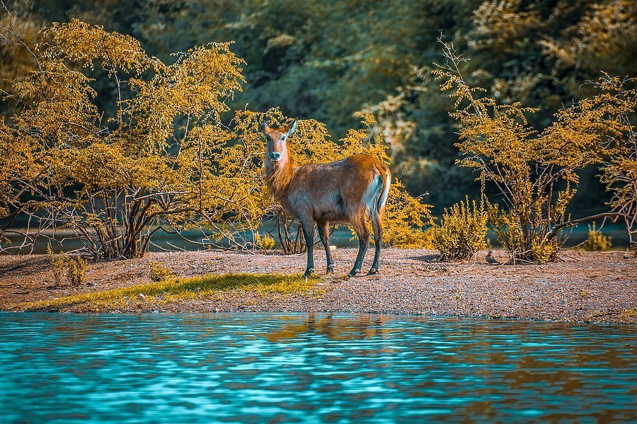 #AfricanWorldHeritageFund #ShareOurHeritage #UNESCO #MyAfricanHeritage 

👉👉bit.ly/3b98H3u