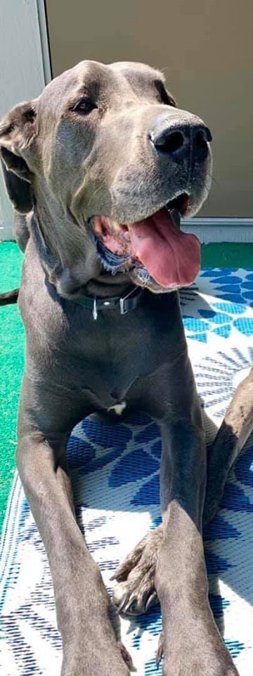 INDY FOLKS... my wife's cousin's great dane got out near 70th and Allisonville Tuesday afternoon. "Hoss" is a gentle giant, but on the run.

PLEASE CALL 317-408-4293 OR 317-519-5264 if you see this dog.