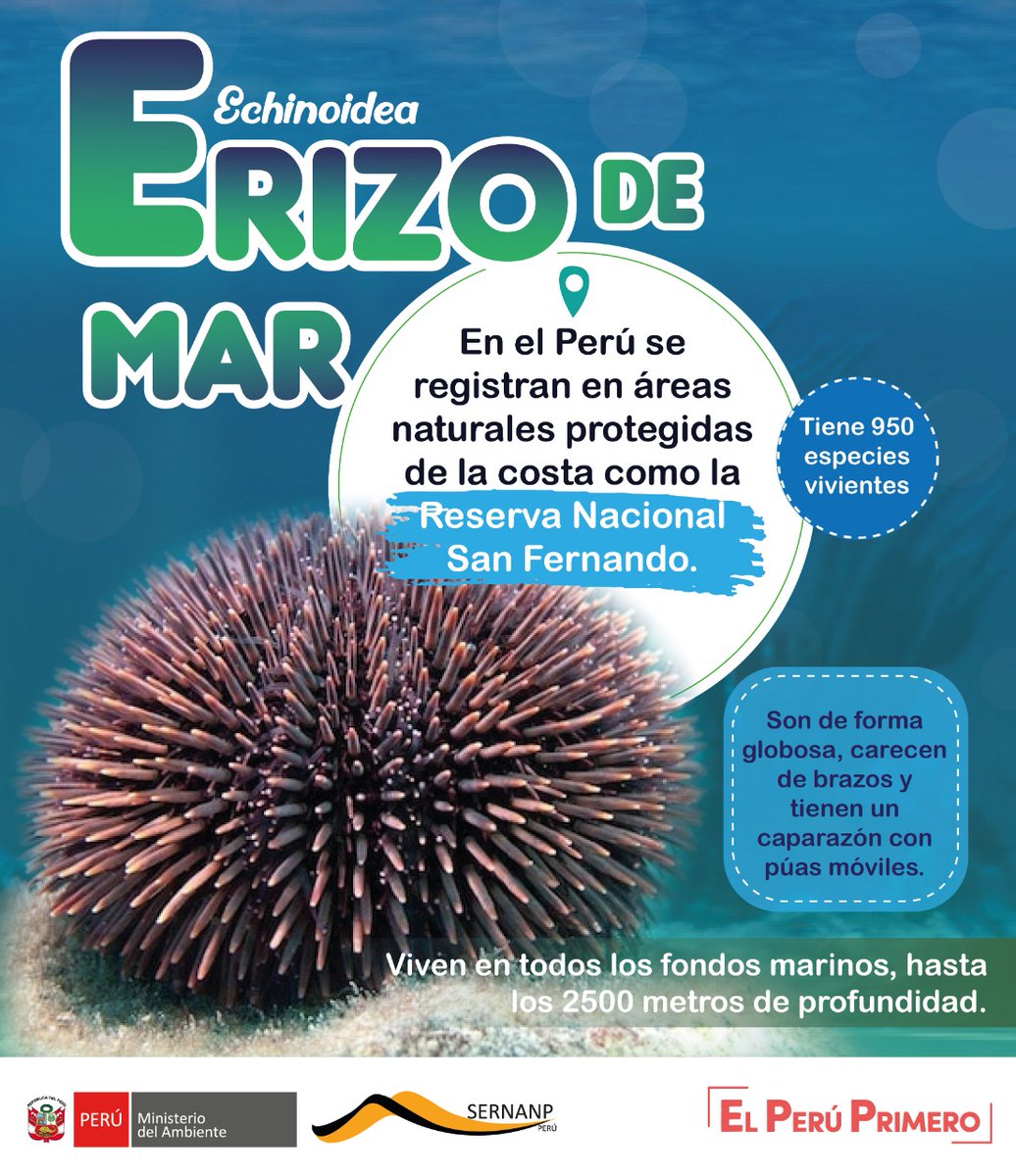 SERNANP's tweet photo. 🤔¿Sabías que algunas especies de erizos de mar pueden llegar a vivir más de 100 años?
👉Esta especie tiene un sistema inmune muy desarrollado, cuyo estudio podría brindar nuevos instrumentos en la lucha contra diversas enfermedades⬇️ https://t.co/c52MalOTtf