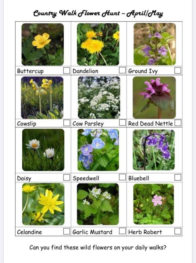 How many of these flowers can you tick off on your daily walk or in your garden?