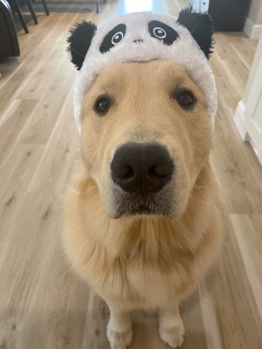 dogfather's tweet photo. Kevin is still finding out who he is and that’s okay https://t.co/WtFmSO9tbn