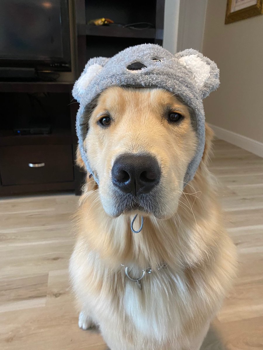 dogfather's tweet photo. Kevin is still finding out who he is and that’s okay https://t.co/WtFmSO9tbn