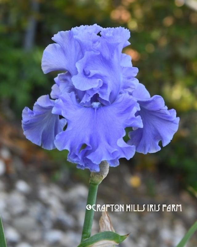 CraftonIrises's tweet photo. Sea Power (Keppel, 1999) blooming today at Crafton Hills Iris Farm! ~Enjoy!: https://t.co/QXh3dXjl9u https://t.co/pSfRWzoZYg