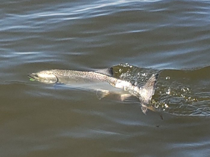 Nothing like starting a late morning fish with a fish like this.  First rod down.  #gibbsdelta #wefishhere #bowenisland