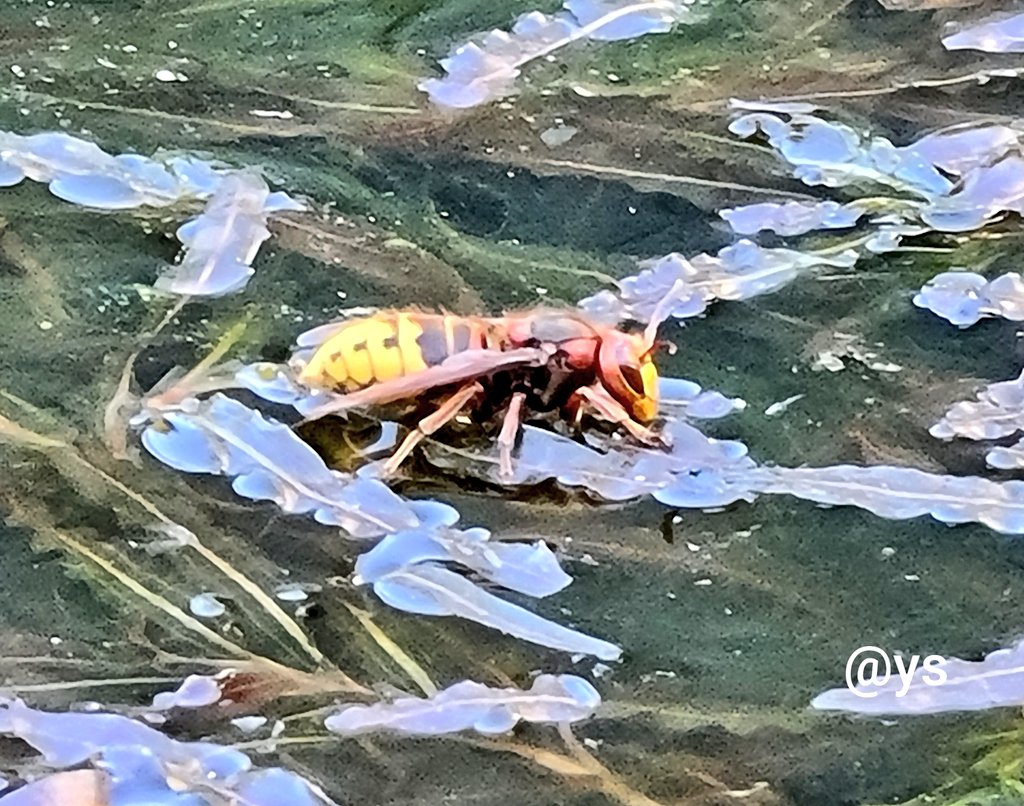 Vlindervlogger's tweet photo. De #hoornaar is er weer. Hij landt steeds midden in de vijver op een zuurstofplant. #insectentuin https://t.co/jhCowG9q5r