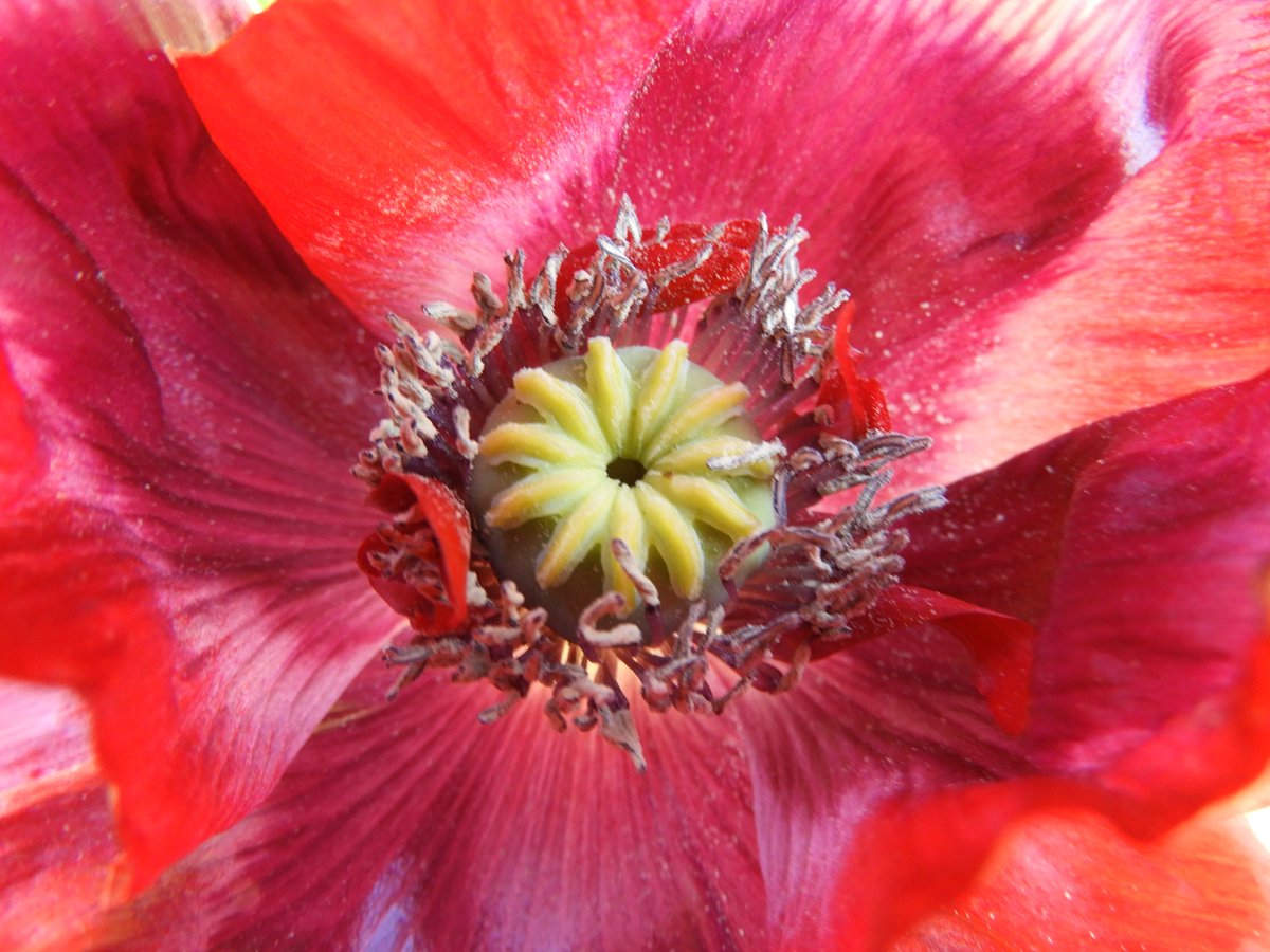 AshleyFlynn23's tweet photo. @aidanweather @scenesfromMK My first poppy of the year has bloomed in Beanhill, Milton Keynes. #lovemk #beanhill #miltonkeynes #Springwatch #SpringTime #Poppy #Flowers https://t.co/rhfc1GP7AX