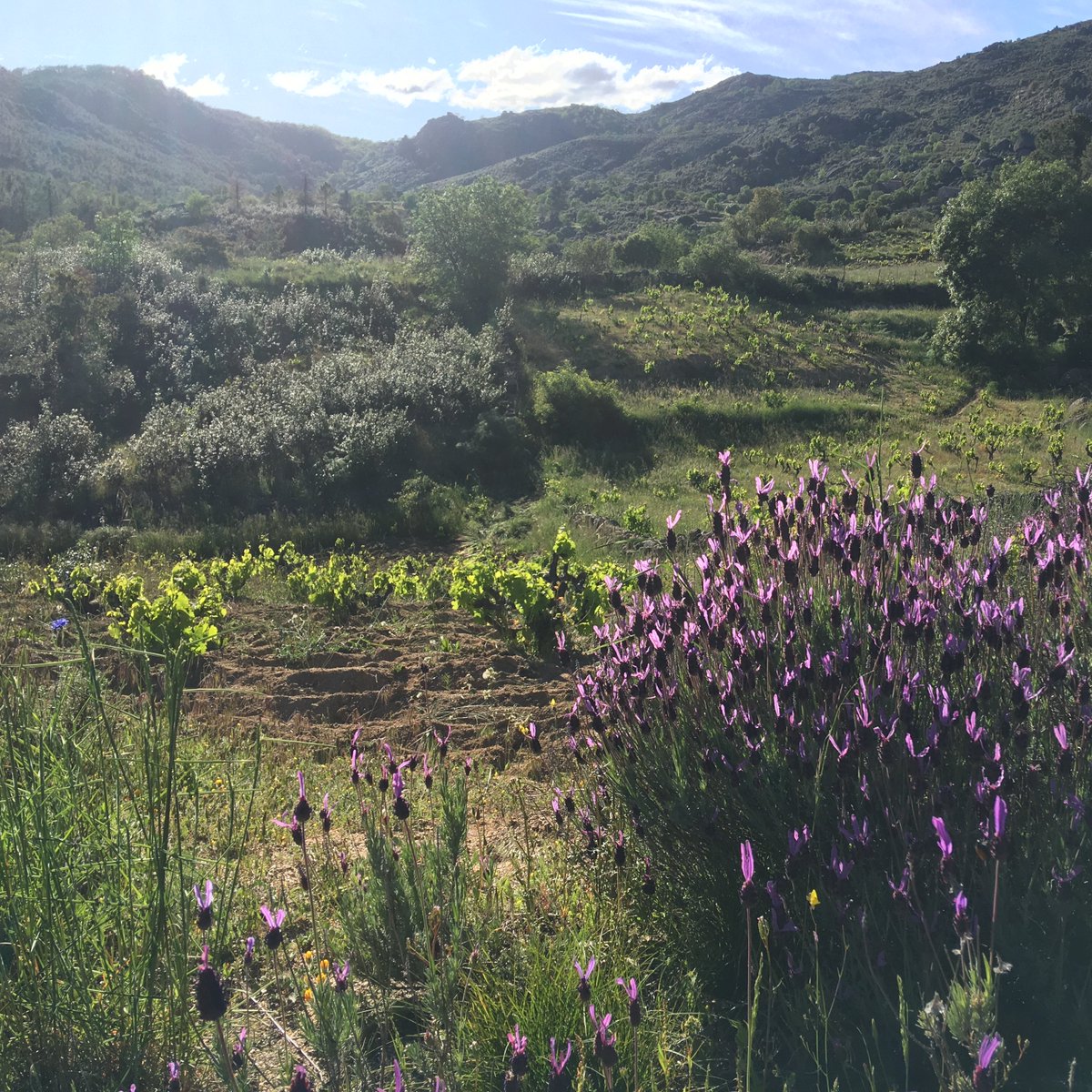 Lavender, vines, rock roses. Nature is thriving in the Gredos. Small plots like this vineyard between Navatalgordo and Navarrevisca are quite common in #DOPCebreros #SierradeGredos