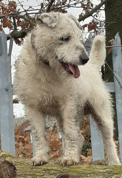 millypod1's tweet photo. 🆘GOBBY #Lost White/ Black Patches Terrier Cross Male 
Fisheries area #LowerInce #Ince #Wigan #WN3 https://t.co/MwpcyGbUyd https://t.co/pxy78LBLeP