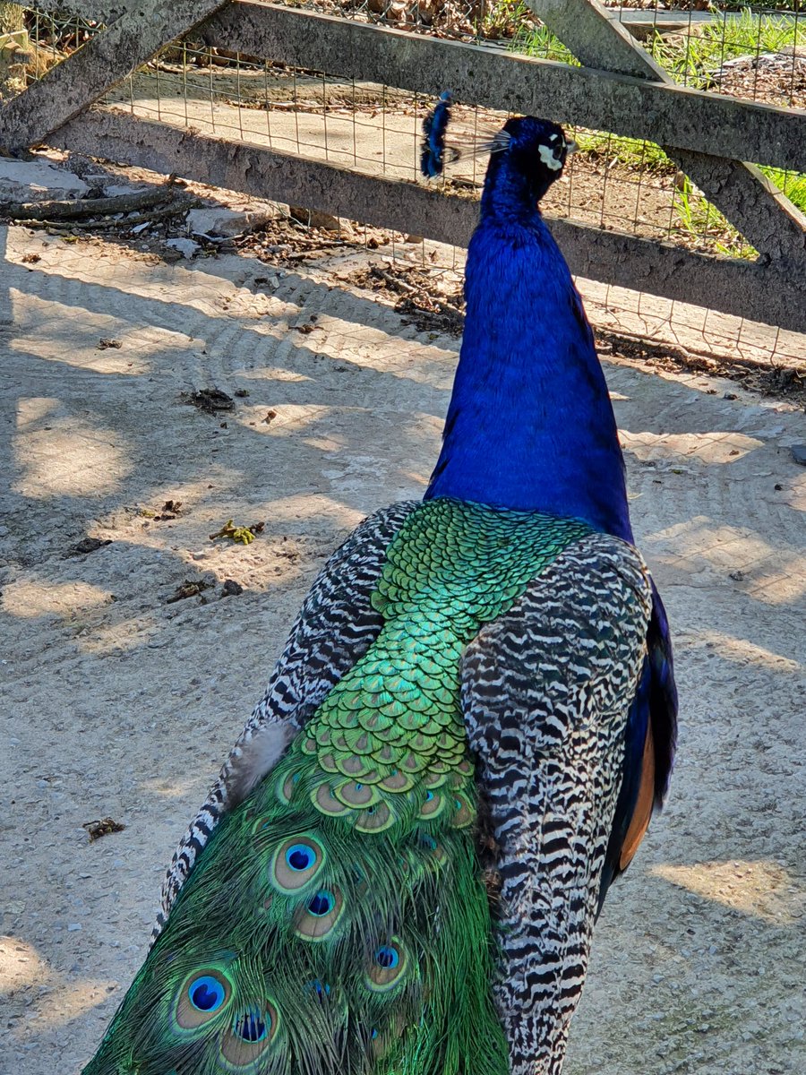 AshingtonDeb's tweet photo. @OwainWynEvans from Shore, Littleborough. A gorgeous peacock that we encounter on our daily walk. A magnificent boy! https://t.co/SZml9CiM59