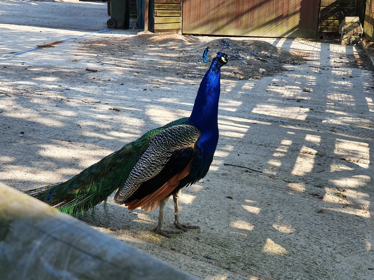AshingtonDeb's tweet photo. @OwainWynEvans from Shore, Littleborough. A gorgeous peacock that we encounter on our daily walk. A magnificent boy! https://t.co/SZml9CiM59