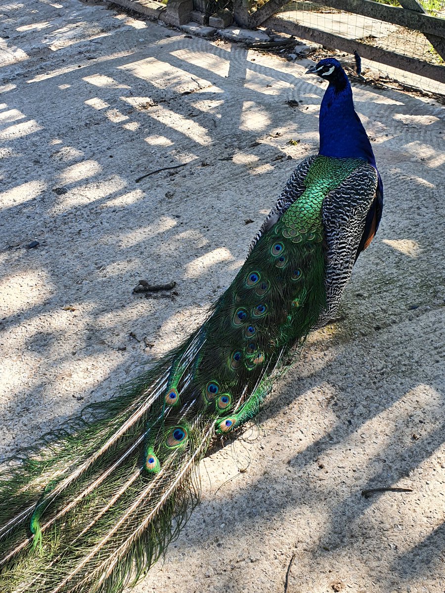 AshingtonDeb's tweet photo. @OwainWynEvans from Shore, Littleborough. A gorgeous peacock that we encounter on our daily walk. A magnificent boy! https://t.co/SZml9CiM59