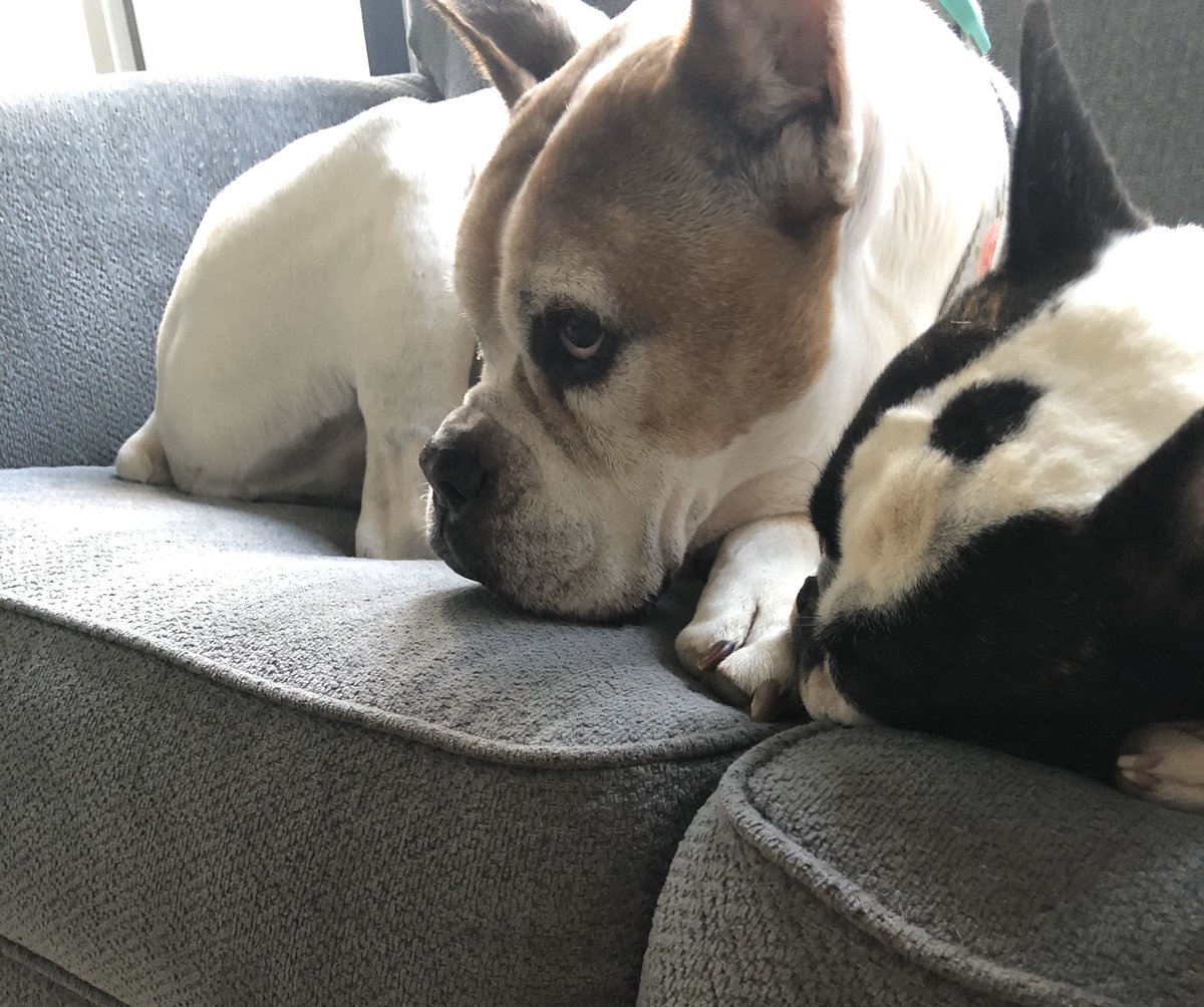 roxiefrenchie1's tweet photo. When your dogs have had enough Netflix for one week #Netflix #lockdown #WhyAreYouHome #tuesdayvibes https://t.co/PXyc0lhSEM