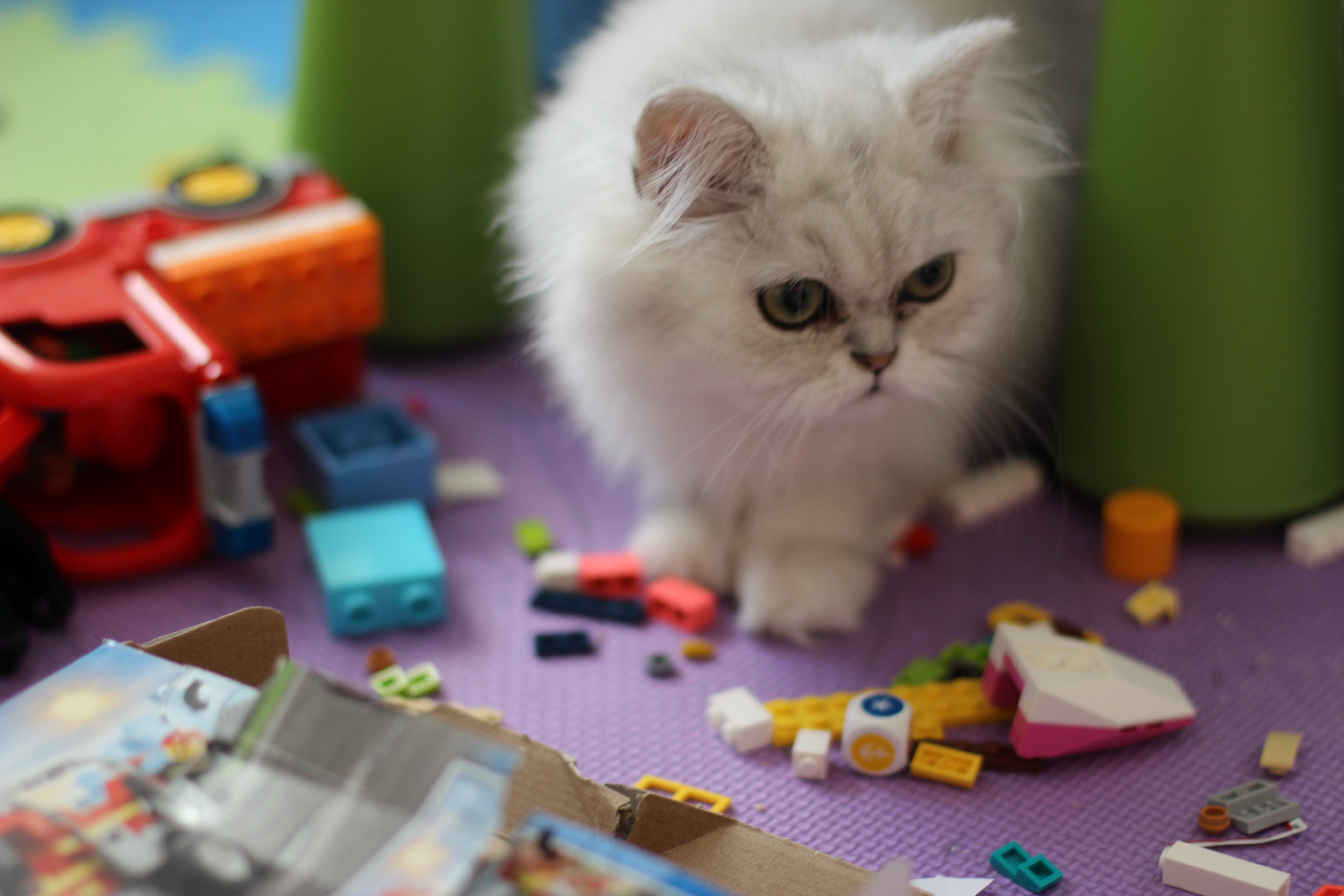 Lego chinchilla new arrivals
