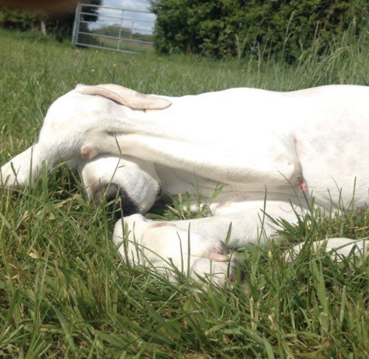 toothandtailLtd's tweet photo. Happy Tuesday! We are so excited to finally get started with the running of Tooth &amp; Tail! 
As a little introduction...I am Petra and I’ll be “helped” by my tribe of willing volunteers – English Pointers Bugle, Acer and Revel, who are always ready &amp; willing to test out products! https://t.co/ToaVLcP7JN