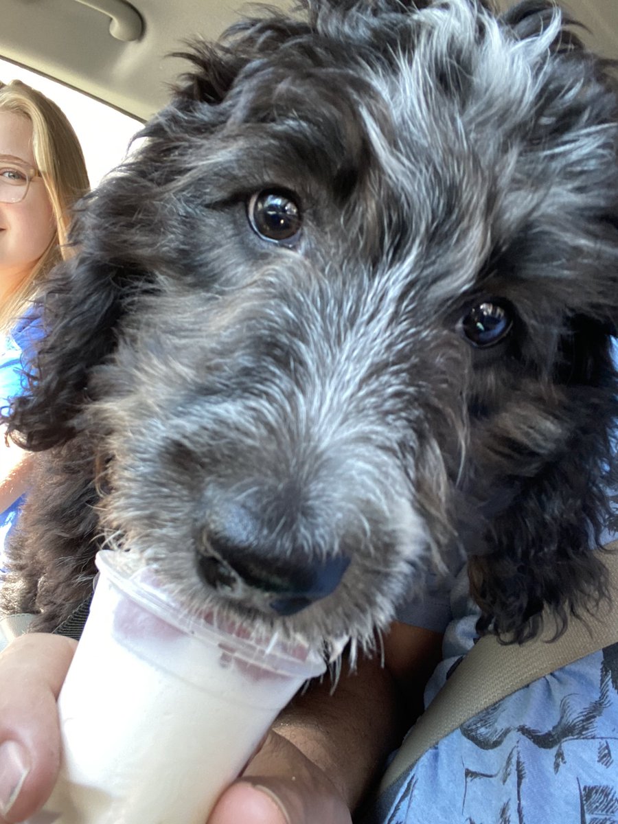 MrSchollLTMS's tweet photo. @MsRegnier @LHS_PrincipalJ @M_c_C_u_r_r_y @MsRegnier here are some recent moments w/Sky Blue #PamdemicPup #NewGeneral https://t.co/WHTxY7kSeW