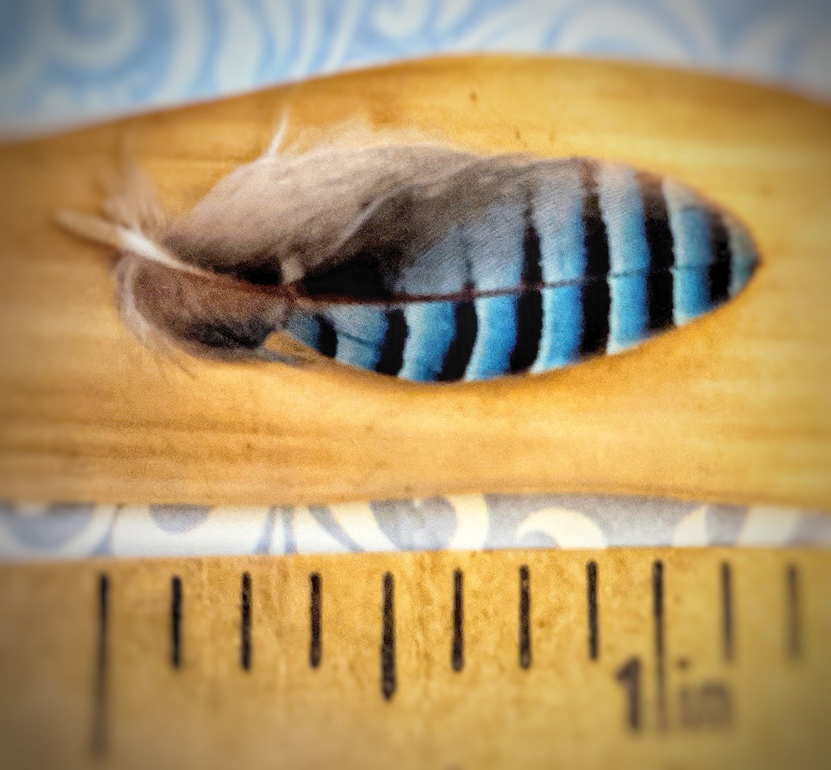 Lisa Benton tweet media