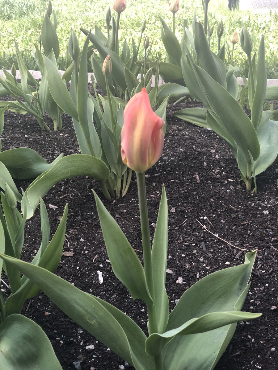 mrslcheal's tweet photo. Our Liberty Garden in bloom to mark the 75th anniversary of the Canadian Liberation of Holland from Nazi occupation. #plantingLib75 #75YrsFreedom @CtKHH @NLinCanada @exploricacanada https://t.co/iMjJ063Xch