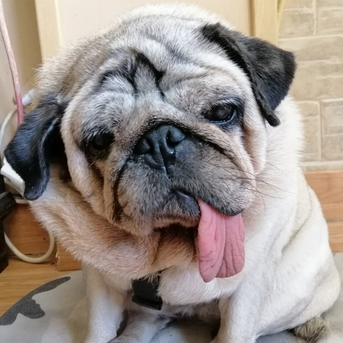 ElenaConsuelo3's tweet photo. No le contéis nada,que tiene la lengua muy larga #bertaysulengua #adoromiperra #semehacemayor https://t.co/Se9qVcR0RZ