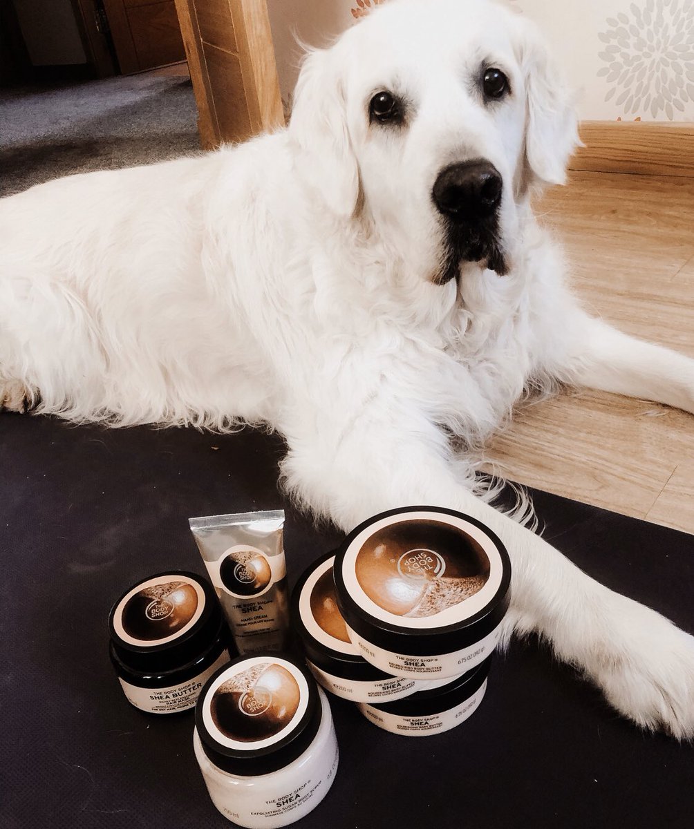 TheBodyShopUK's tweet photo. We had to deliver the sad news that these products are not in fact for dogs. Abs was disappointed to say the least ๐ฅบ #CareWithShea https://t.co/LHs05EtstA