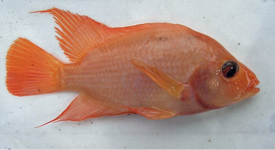 BBM_Wong's tweet image. New paper investigating resource trait specialisation in native &amp;amp; feral populations of red devil cichlids led by @WillSowersby with @Topi_Lehtonen, @Mark_Ravinet, @BarluengaMarta. @MonashBiol 
#MonashEcology #MonashEvolution #BobWongLab 

link.springer.com/article/10.100…

Photo: Lehtonen